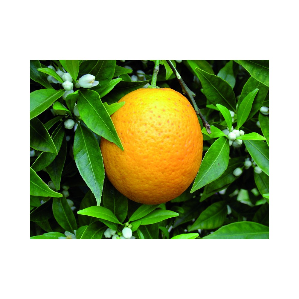 Ulei esential portocala dulce coaja BIO 10ml - 2